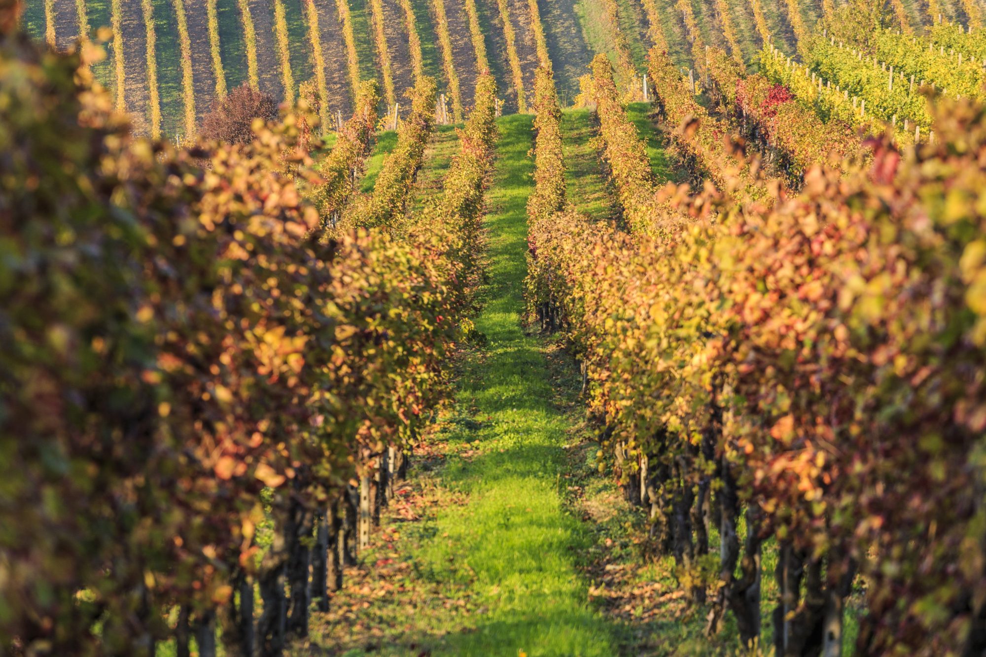 Viaggio nell'Oltrepò Pavese, terra da sempre vocata per il vino, con dolci colline, antichi borghi e verdi vitigni.