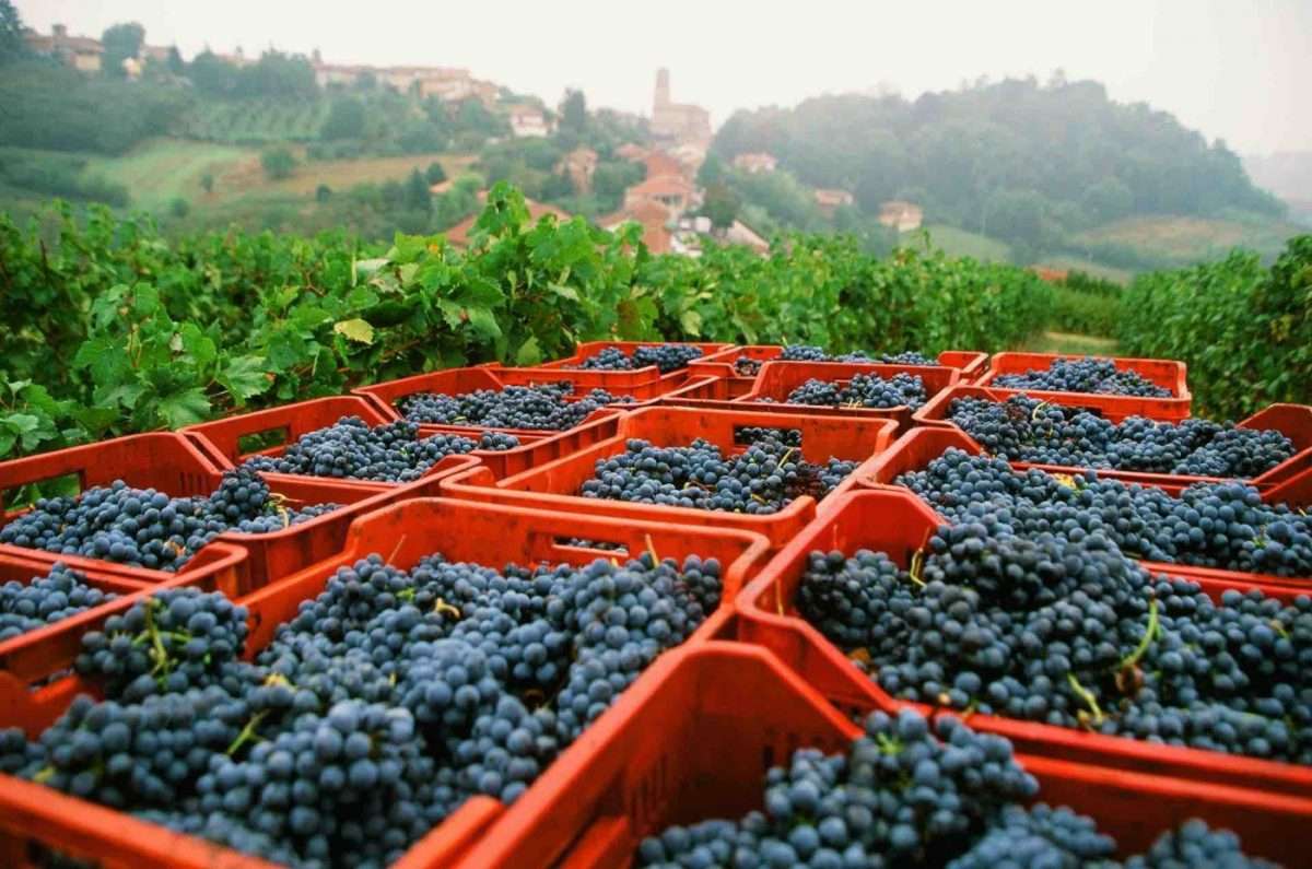 Vendemmia in regione Lombardia