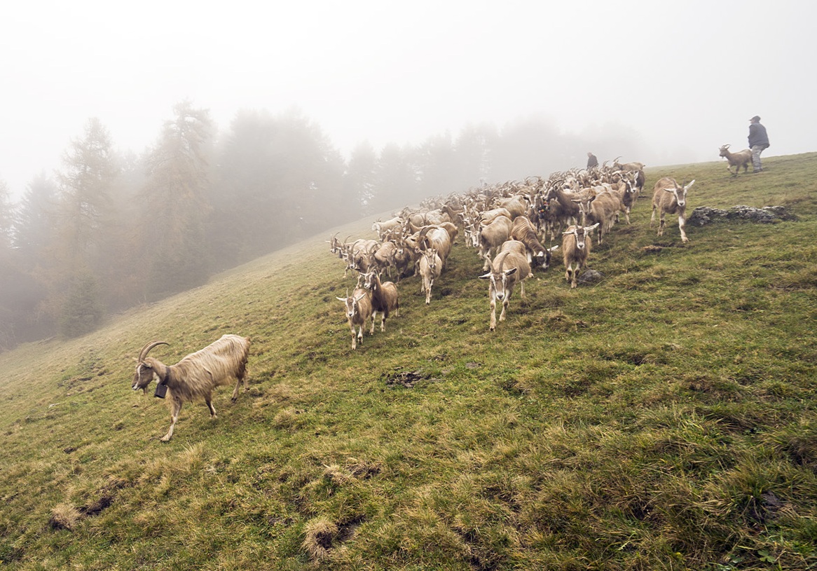 Capre al pascolo nella nebbia